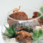 lab.cafe sukulentné teráriá workshop