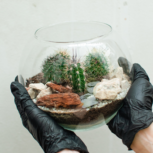 lab.cafe sukulentné teráriá workshop