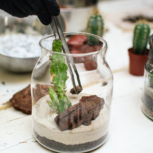 lab.cafe studiyo sukulentné teráriá