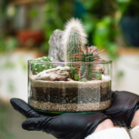 lab.cafe studiyo sukulentné teráriá