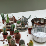 lab.cafe studiyo sukulentné teráriá